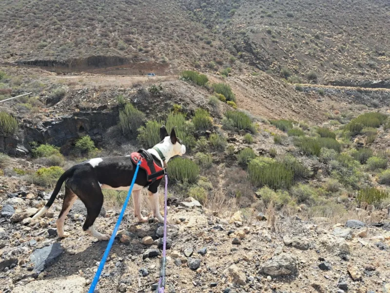 Hlídání psů - Psí salon Merlin