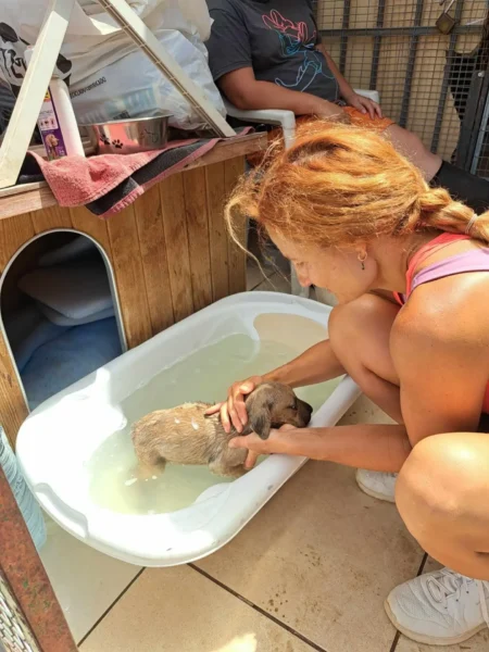 Hlídání psů - Psí salon Merlin