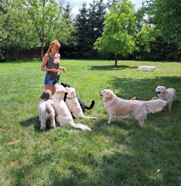 Hlídání psů - Psí salon Merlin