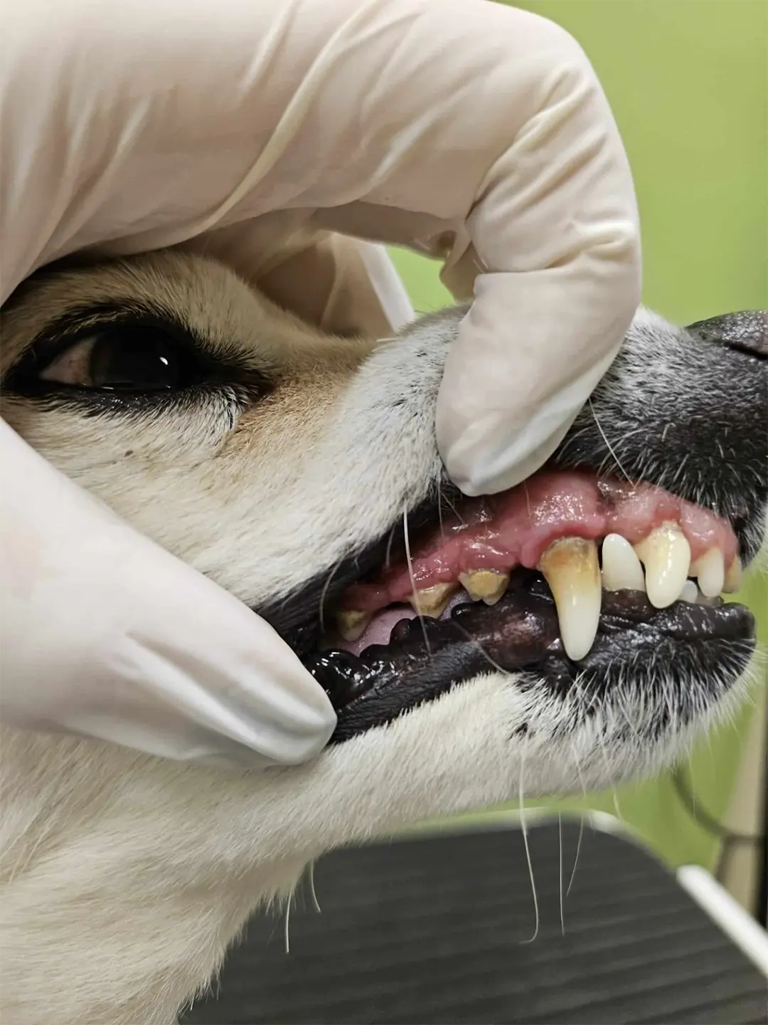 Dentální hygiena - Psí salon Merlin