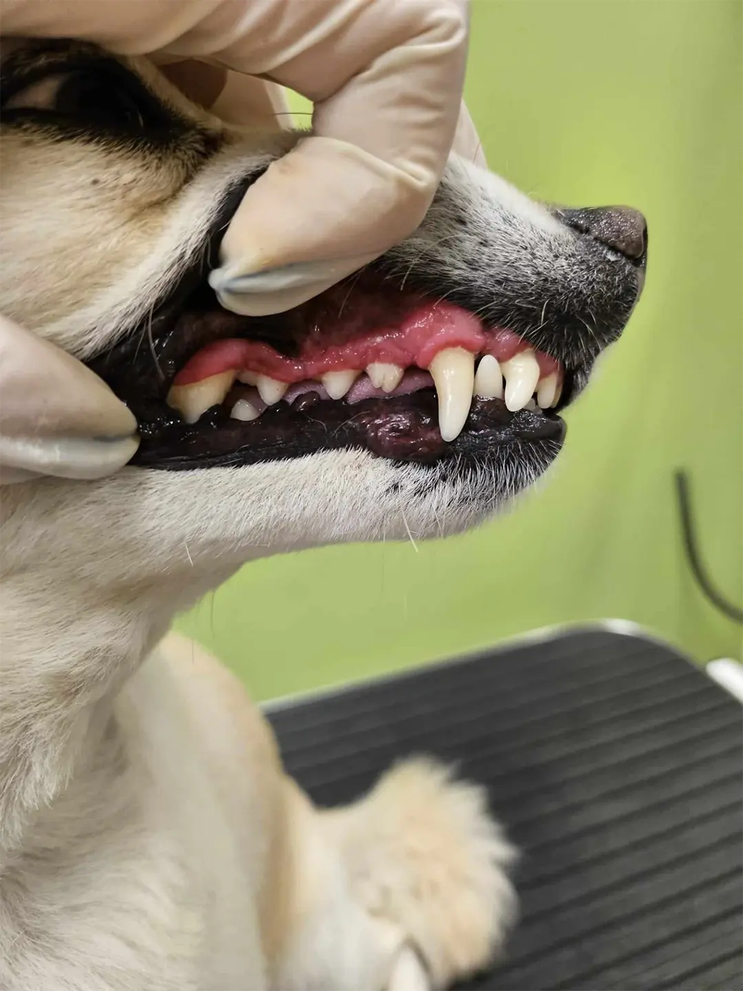 Dentální hygiena - Psí salon Merlin