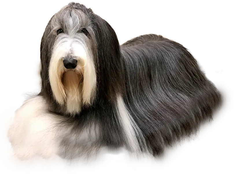 home - Psí salon Merlin