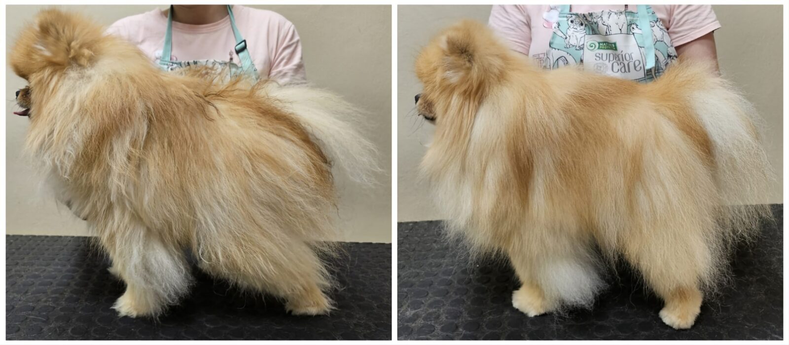 Fotogalerie Věra - Psí salon Merlin