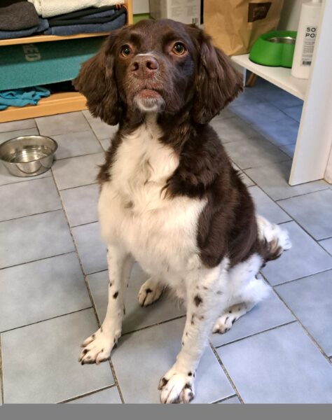 Fotogalerie Soňa - Psí salon Merlin