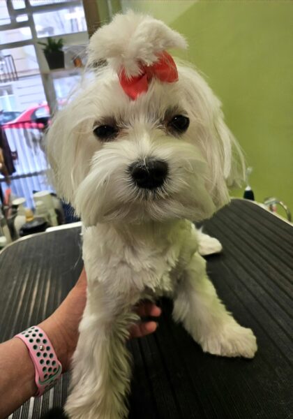 Fotogalerie Věra - Psí salon Merlin